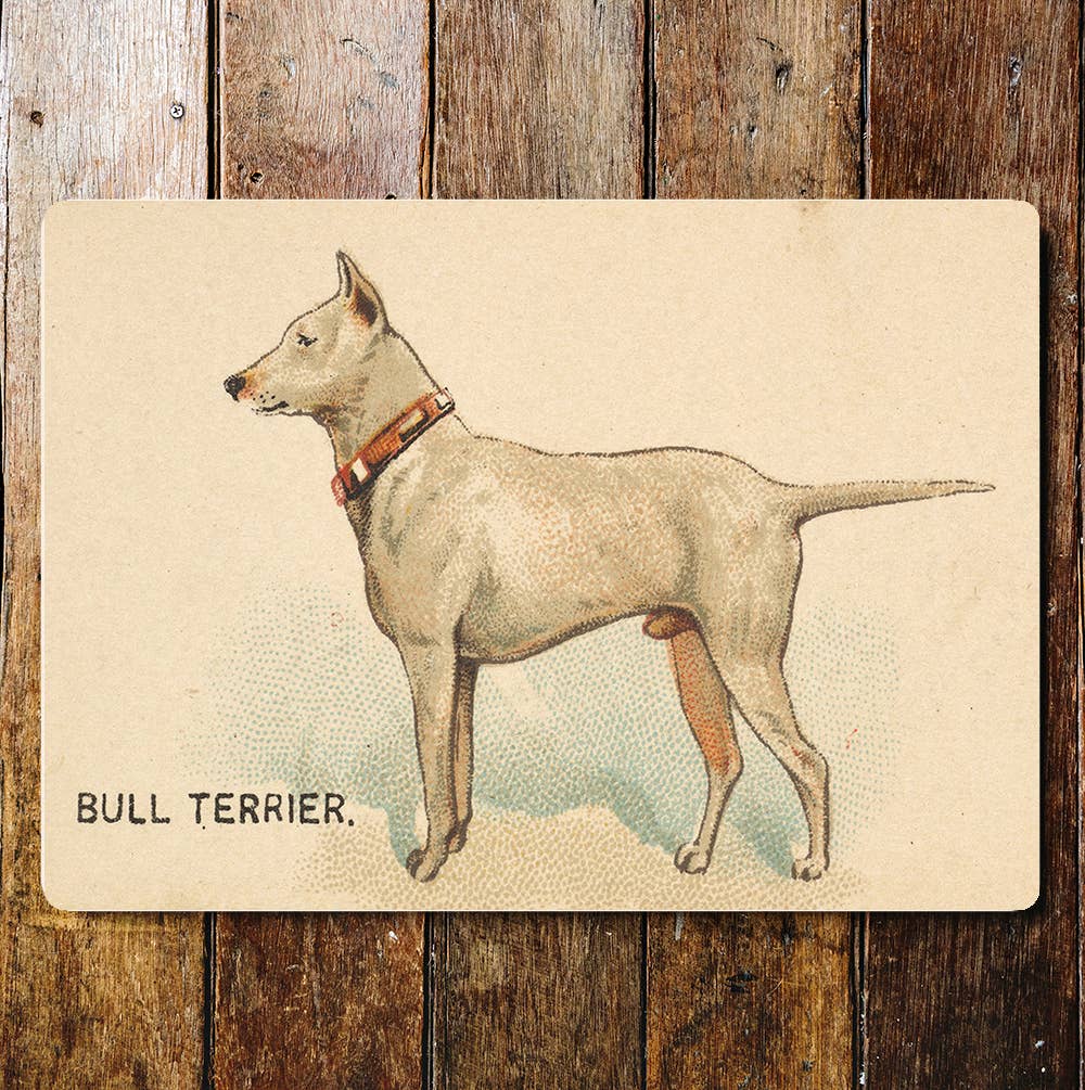 Bull TerrierDog breed | Metal Sign Plaque