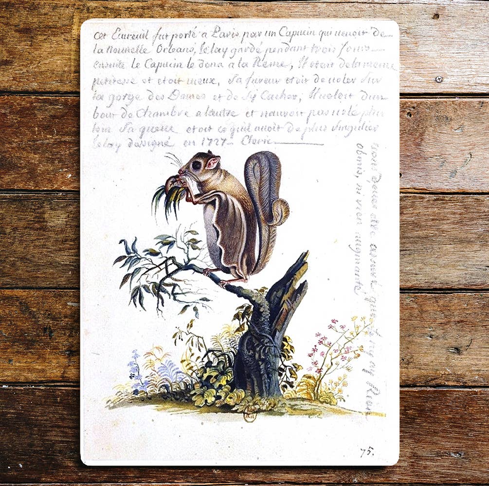 Squirrel Eating Standing On Branch Metal Sign Plaque