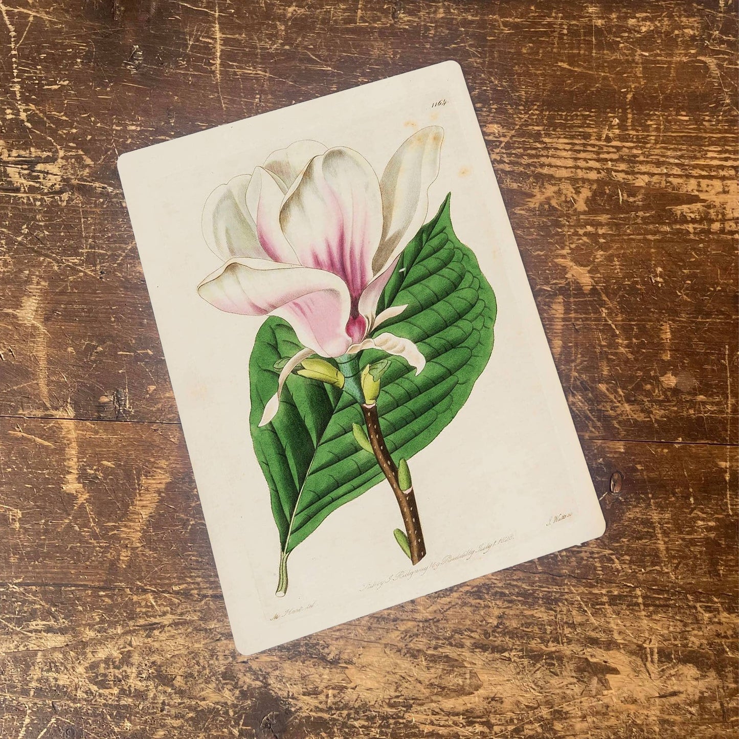 Magnolia soulangiana botanical | Metal Wall Sign