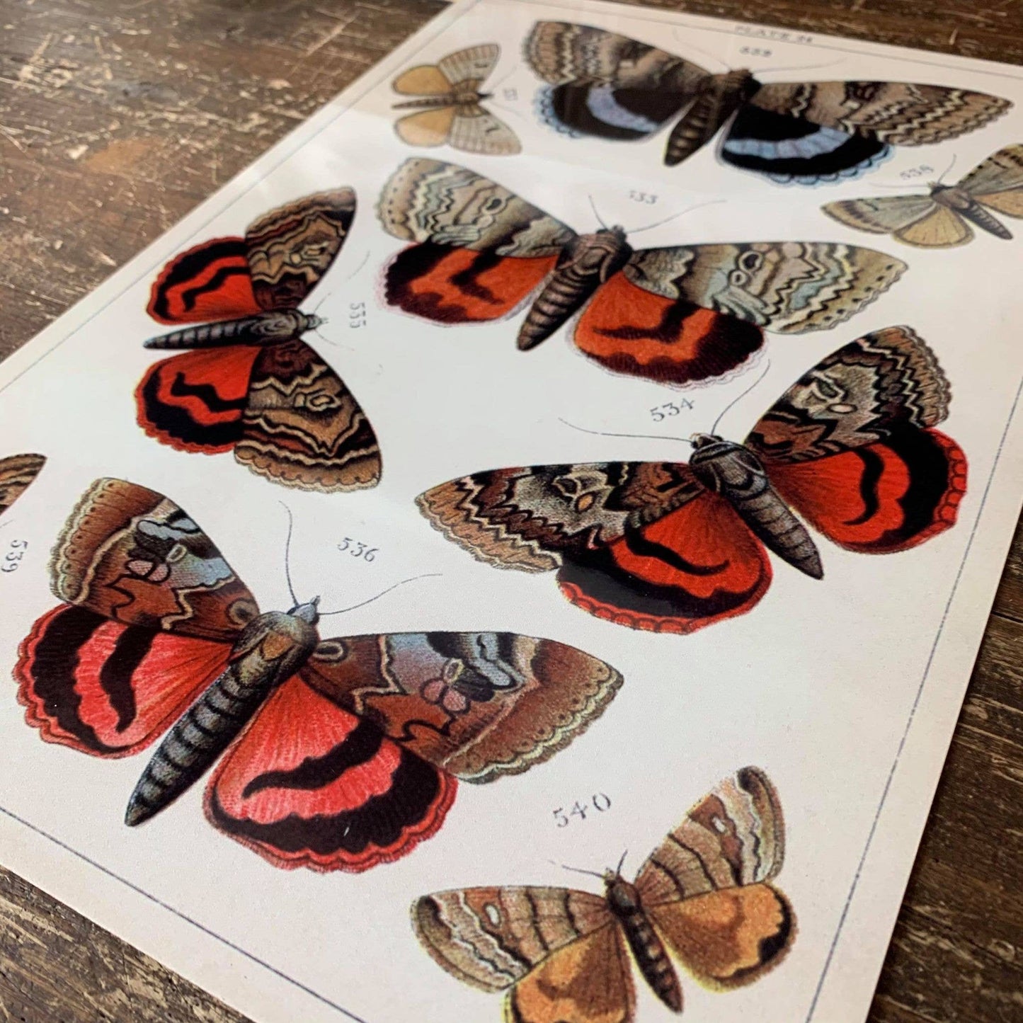 butterfly botanical illustration | Metal Wall Sign