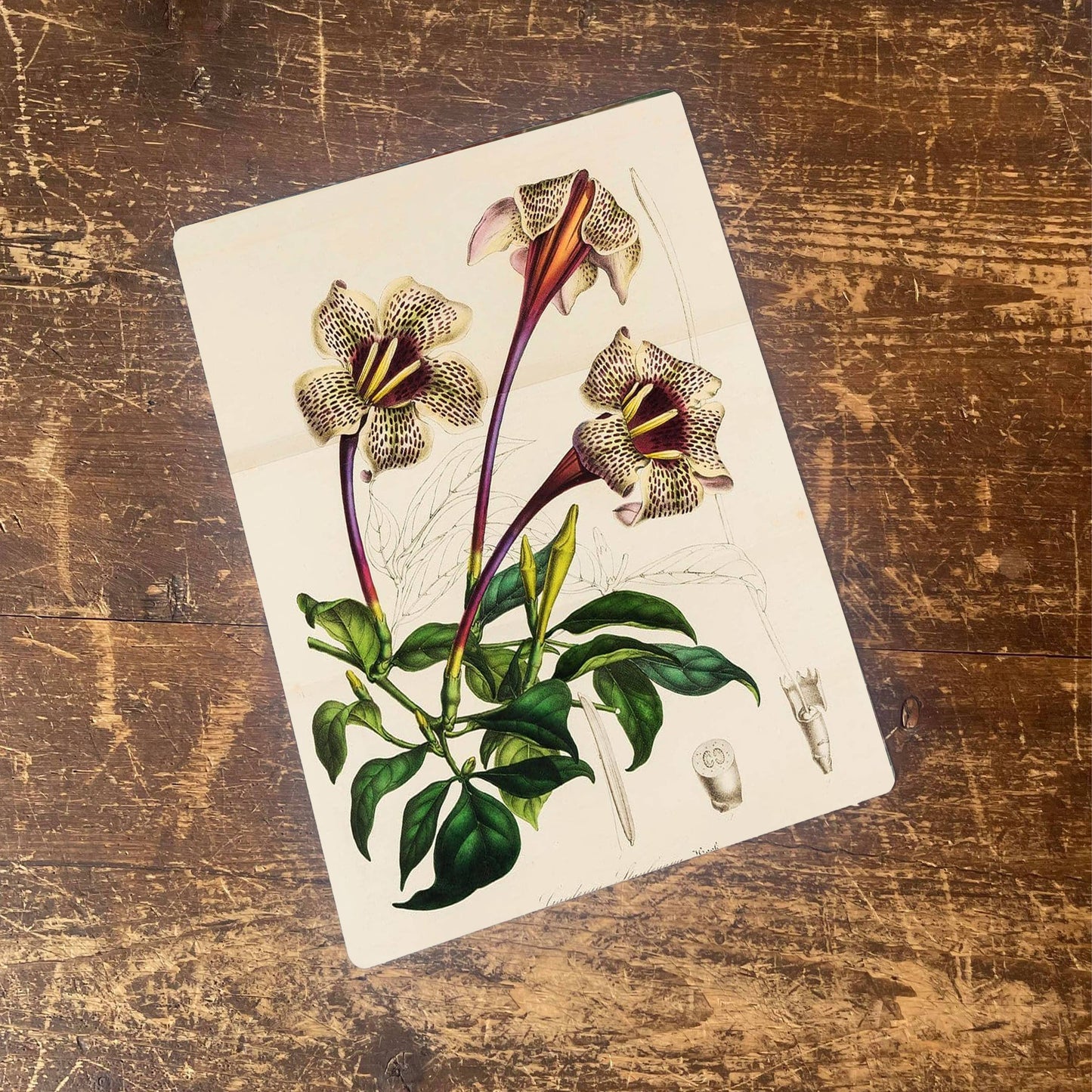 Rothmannia longiflora Flowers Metal Sign