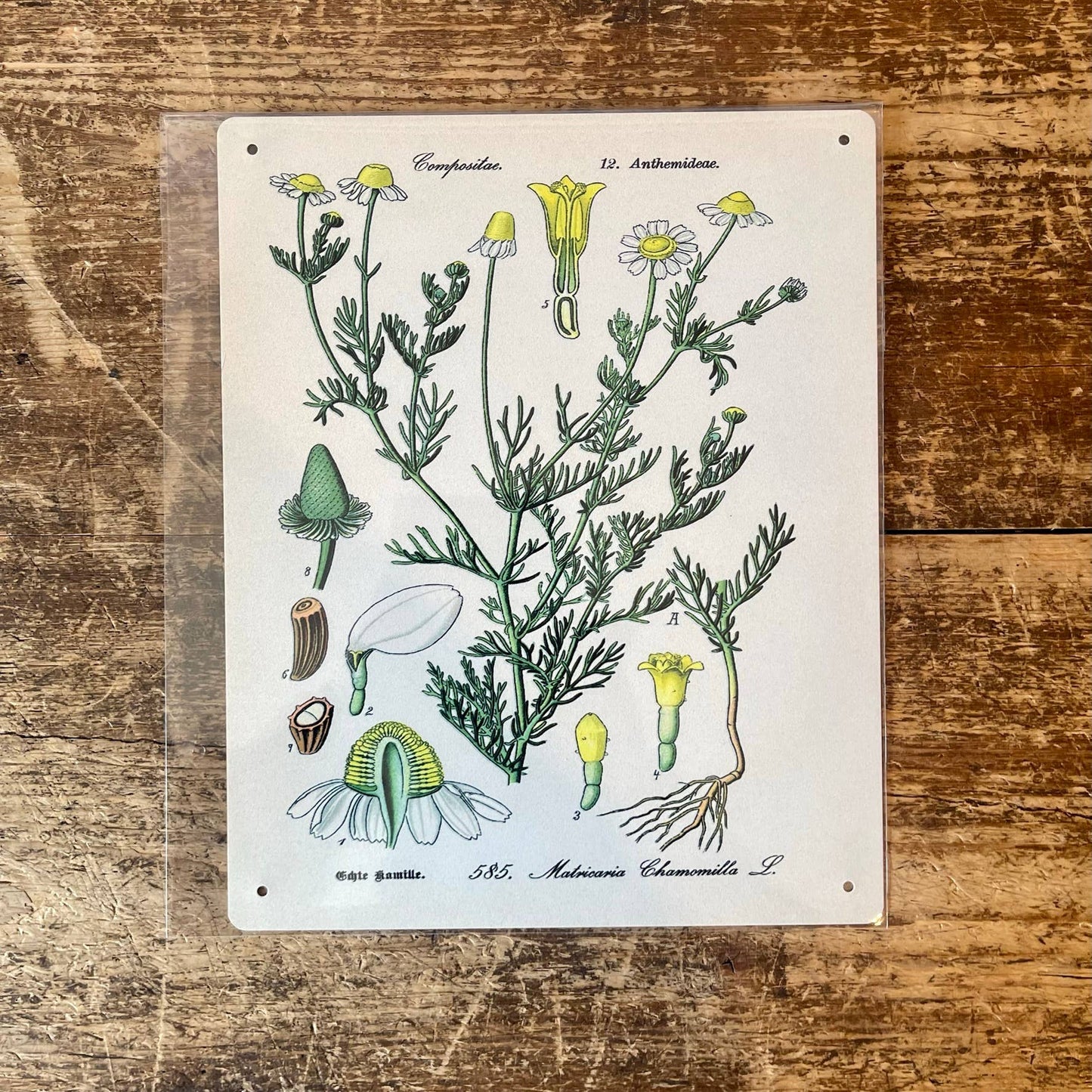 Chamomile Herb flowers Botanical | Metal sign