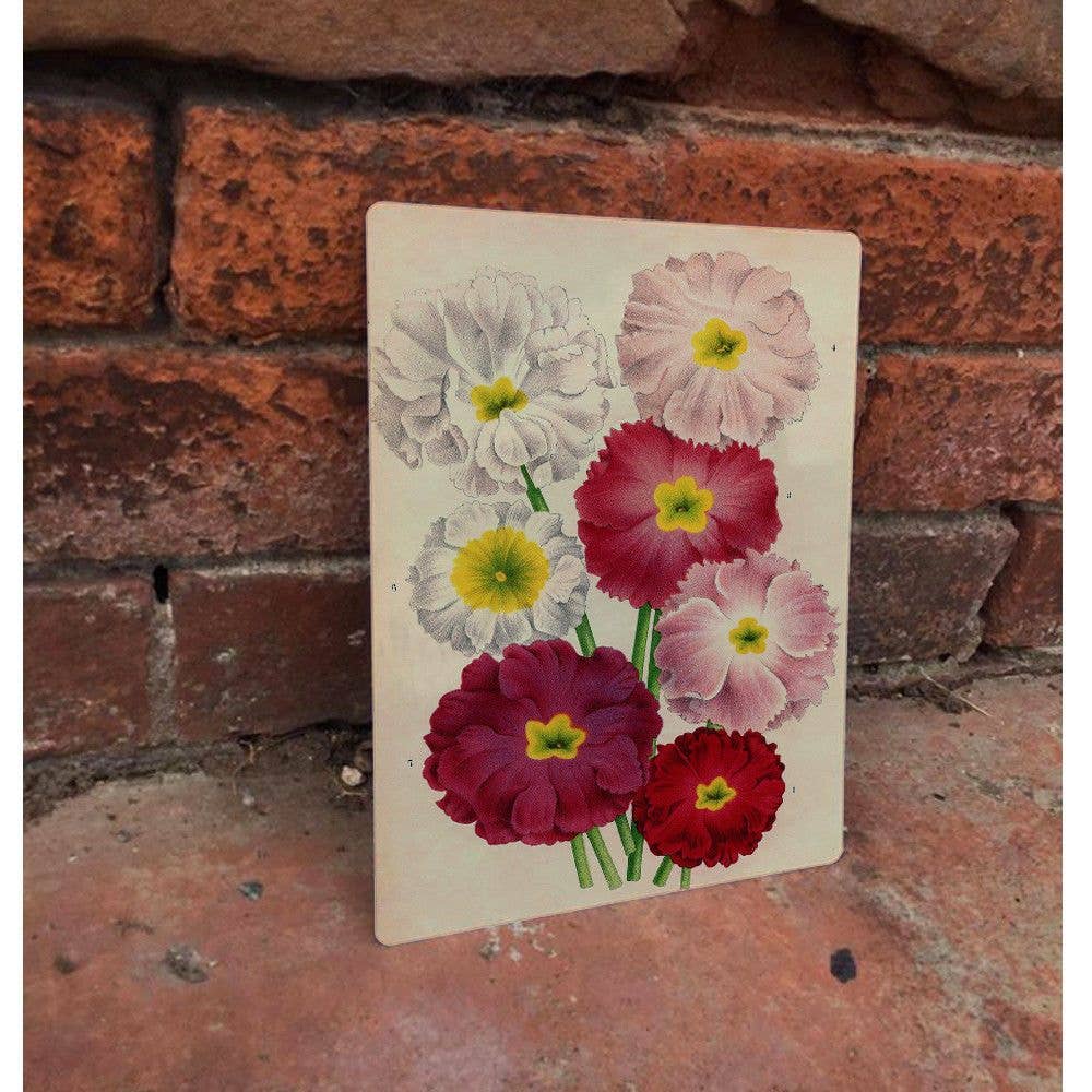 Primula Sinenisi Mixed Flowers Metal Botanical Wall Sign