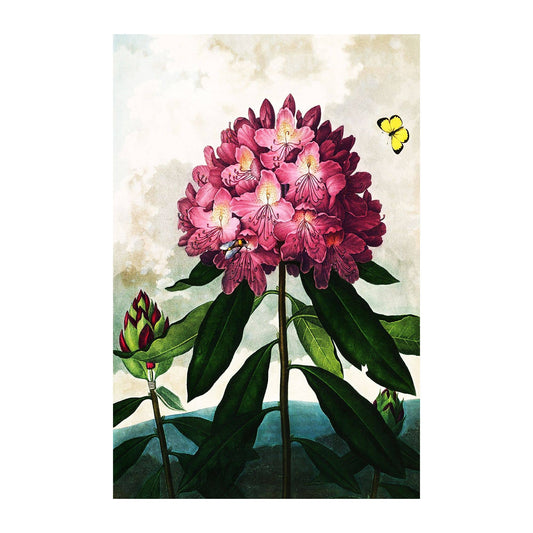 Rhododendron Vintage Botanical Plants Metal Sign