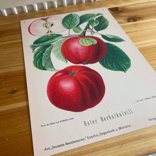 Vintage Botanical Print Antique APPLES | Metal Wall Sign