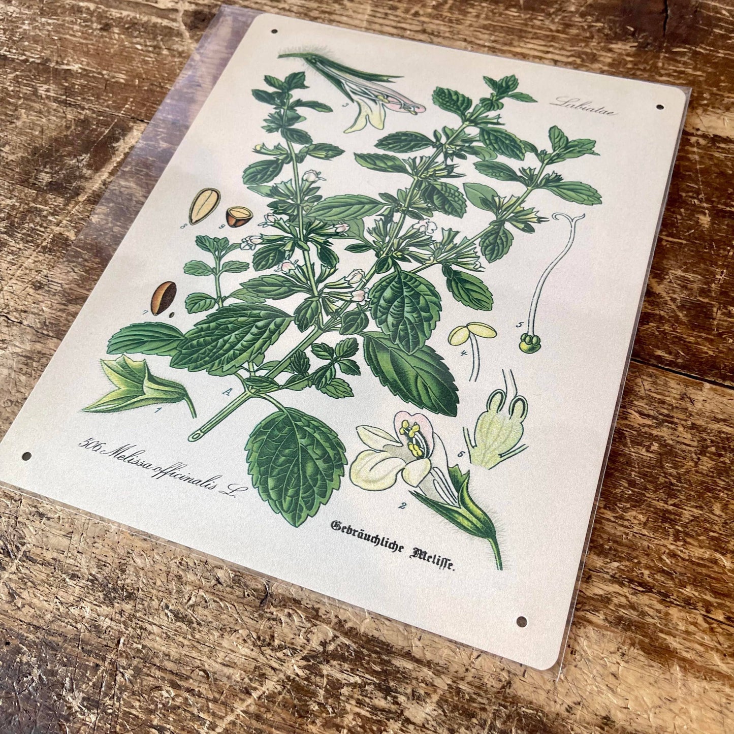 Lemon Balm Herb flowers Botanical | Metal sign