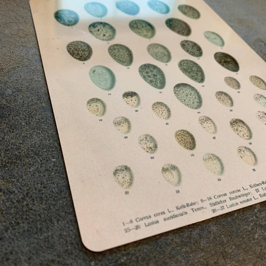 Eggs Vintage Botanical | Metal Art Wall Sign