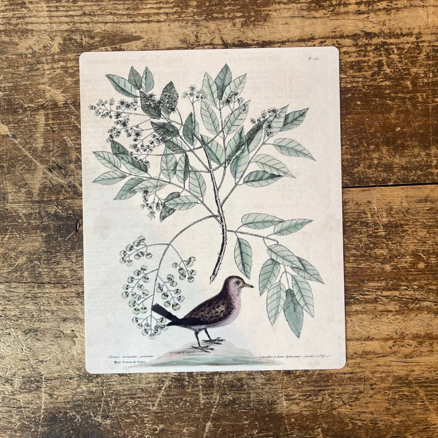 Bird Branch Botanical Insect | Metal Botanical Wall Sign