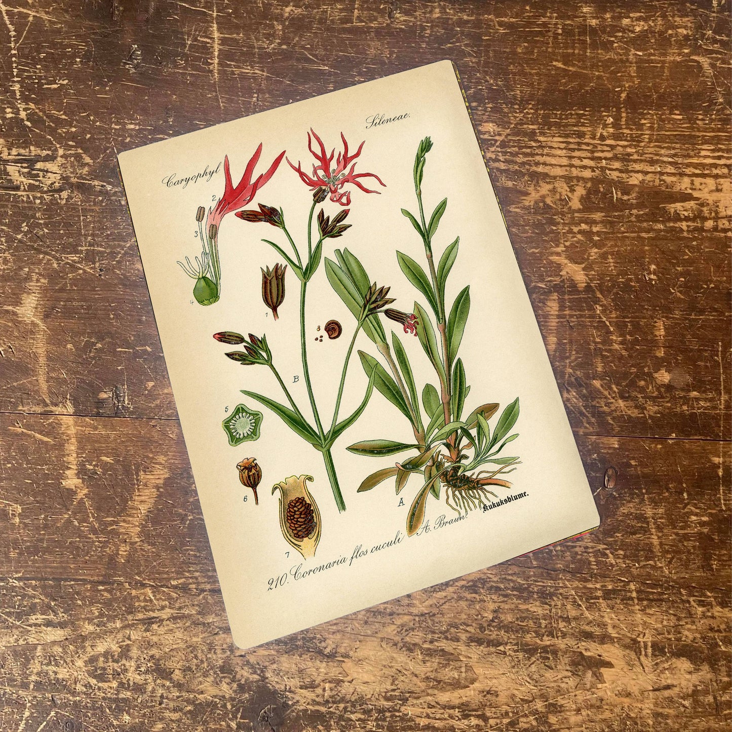 Ragged Robin Herb flowers Botanical Metal sign
