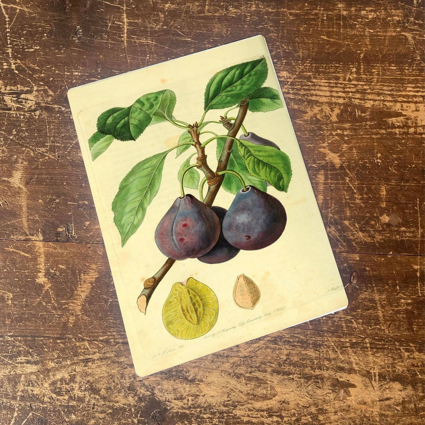 Plums , leaves and seed stone, beautifully Metal Sign