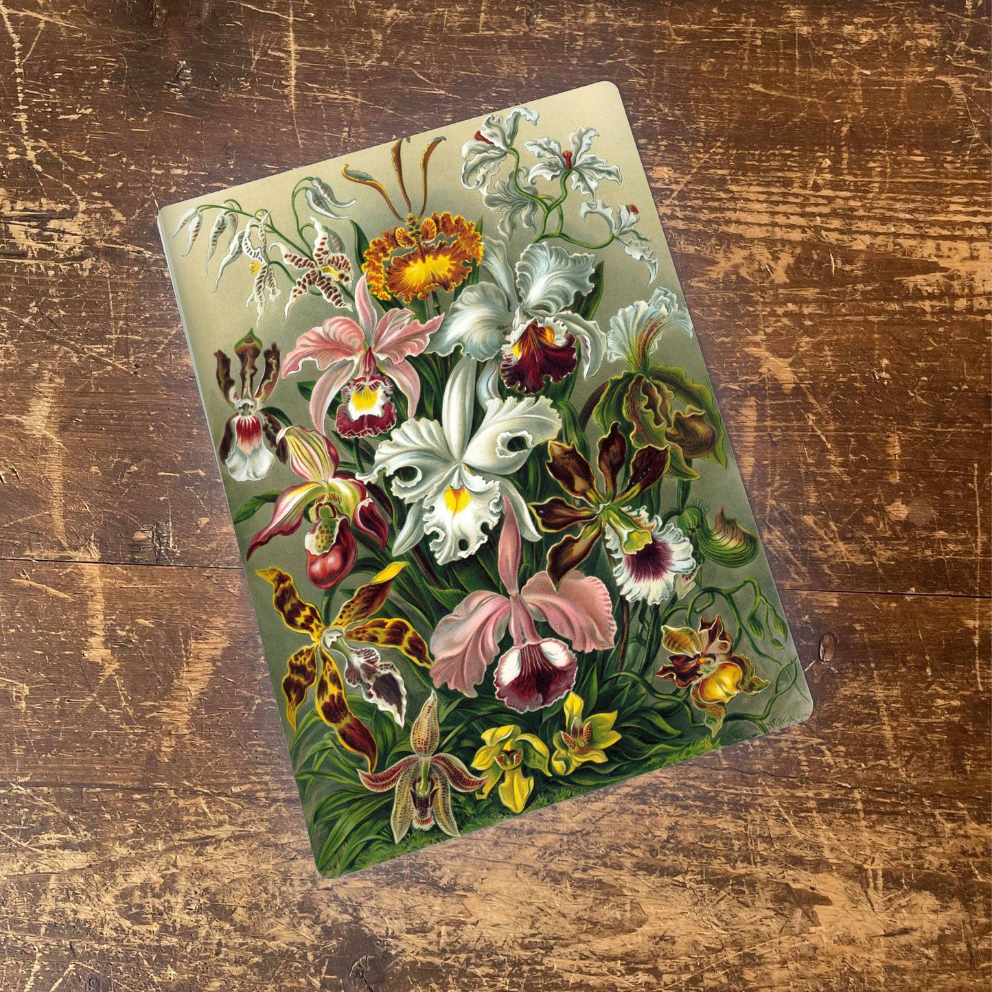 Ernst Haeckel Flower botanical | Metal Humour Wall Sign