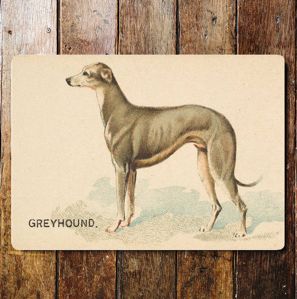 GreyhoundDog breed vintage | Metal Sign Plaque
