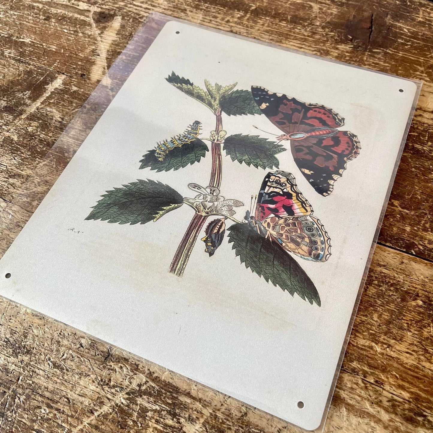 Painted lady butterfly, caterpillar, Metal Sign