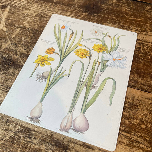 Vintage Flower illustration yellow iris 2 | Metal Wall Sign