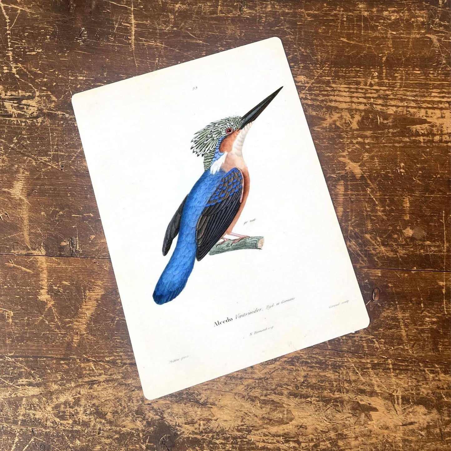 kingfisher Blue Bird | Metal Botanical Wall Sign