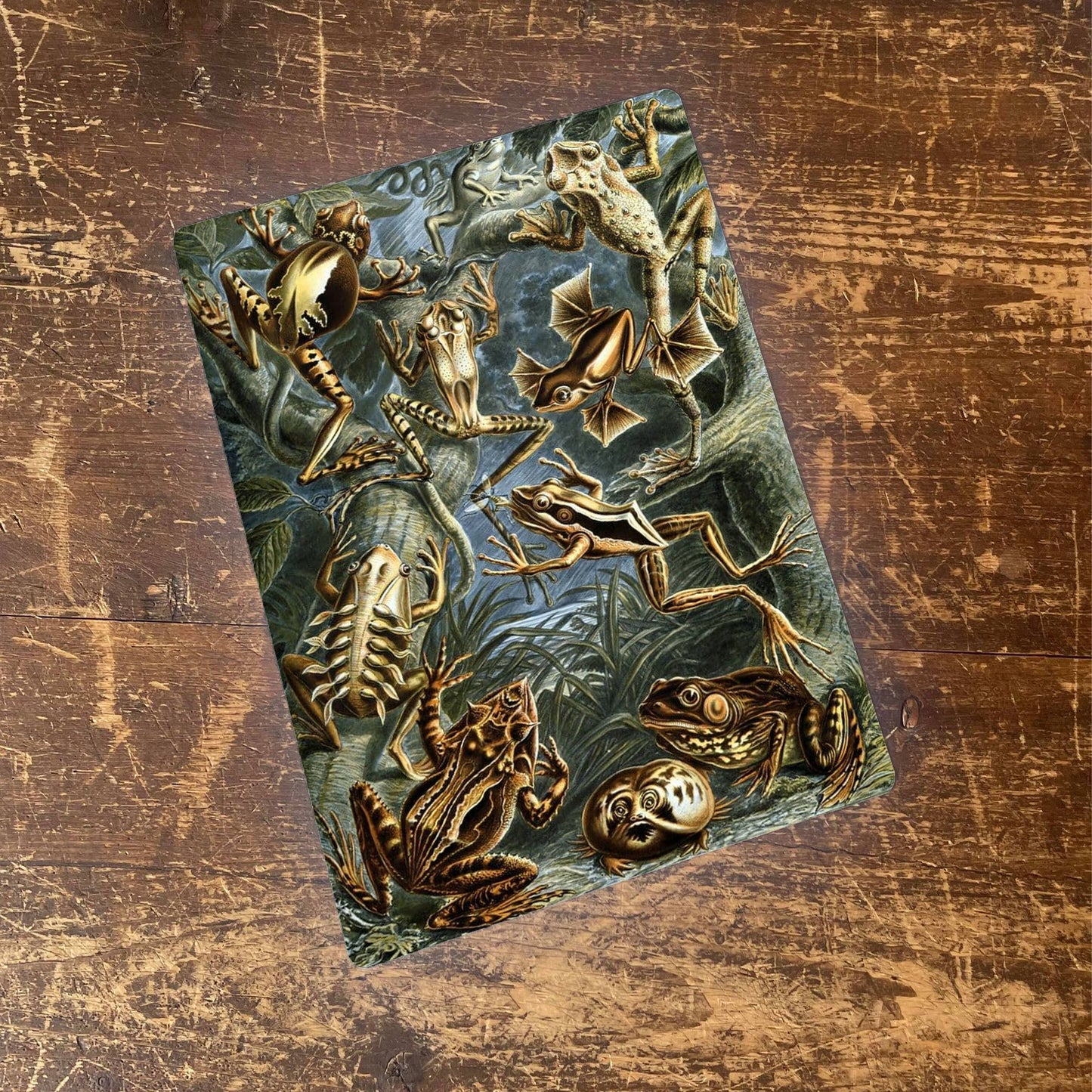 Ernst Haeckel Frogs | Metal Wall Sign