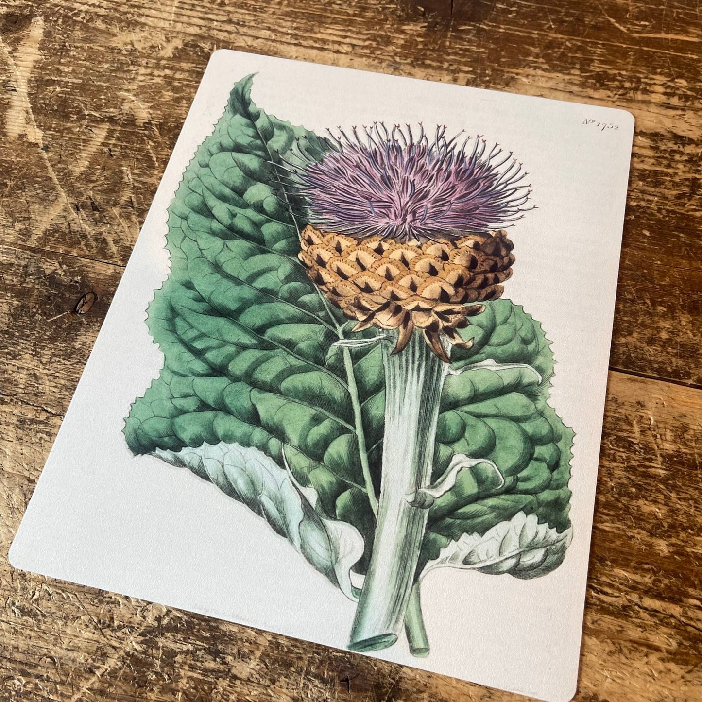 Thistle Plant Metal Wall Sign