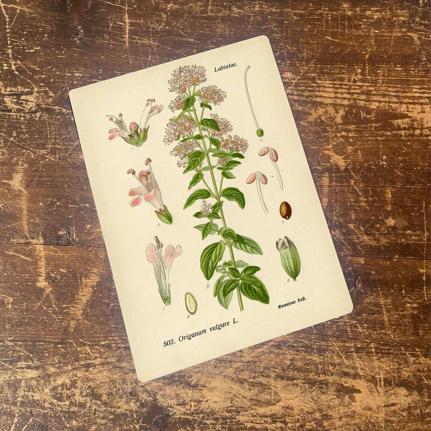 Oregano Herb flowers Botanical | Metal sign