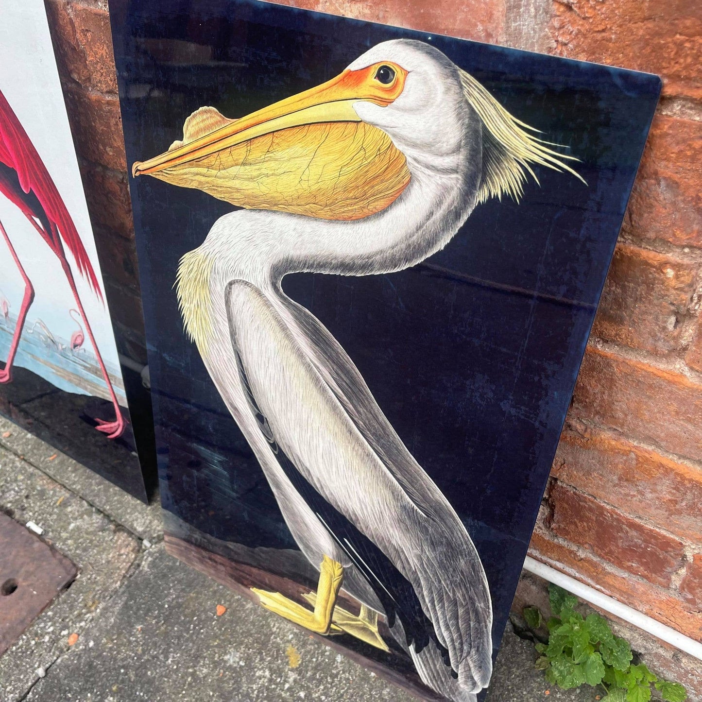 Pelican bird botanical illustration Metal Sign