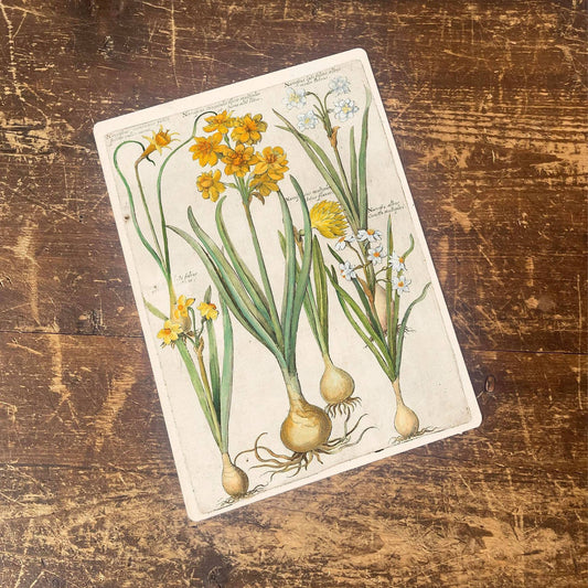 Vintage Flower illustration yellow iris | Metal Wall Sign
