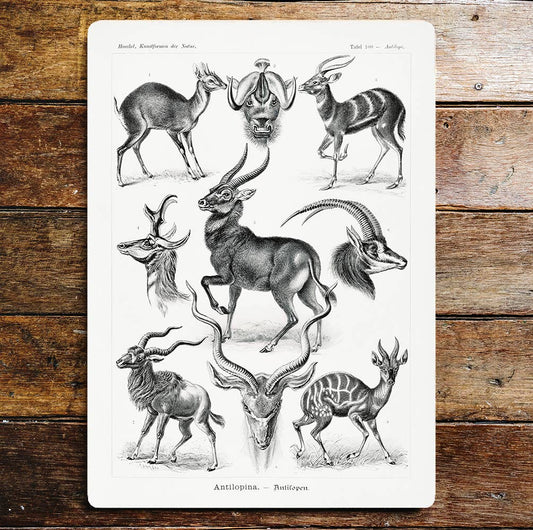 Antilopina Antelope Horns Stripes Animals | Metal Sign Plaque