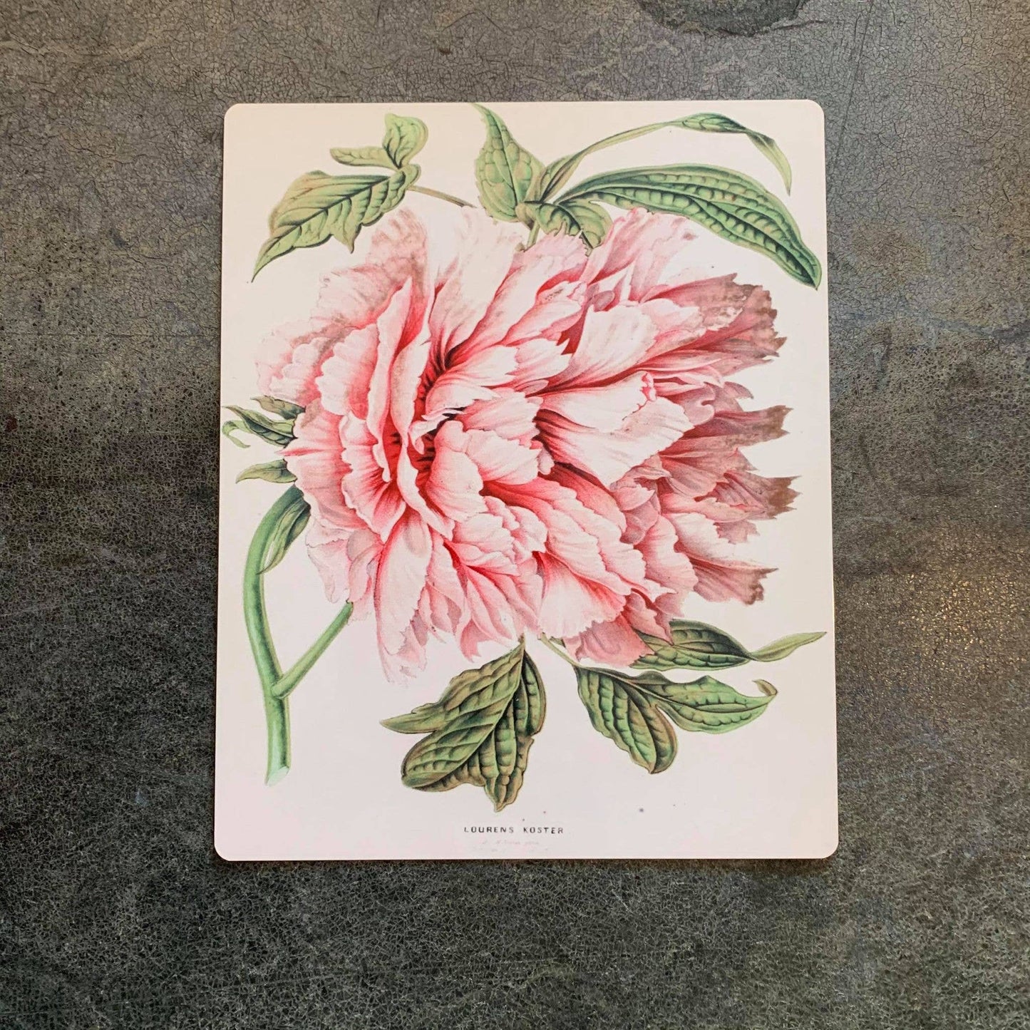 Peony illustration botanical illustration Metal Wall Sign